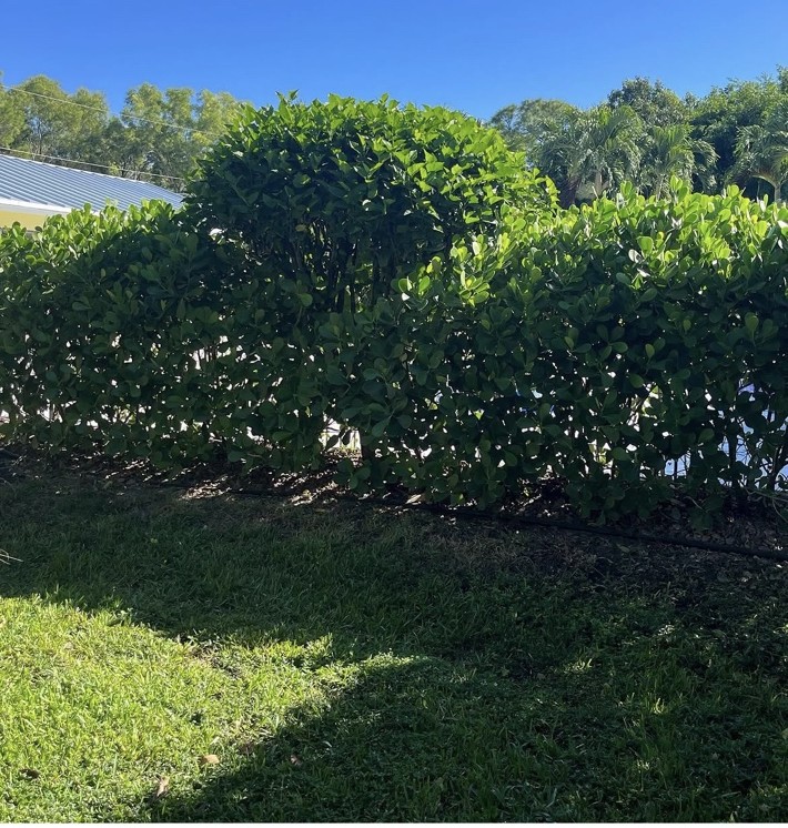 Tree, Hedge, & Stump Removal project photo 1