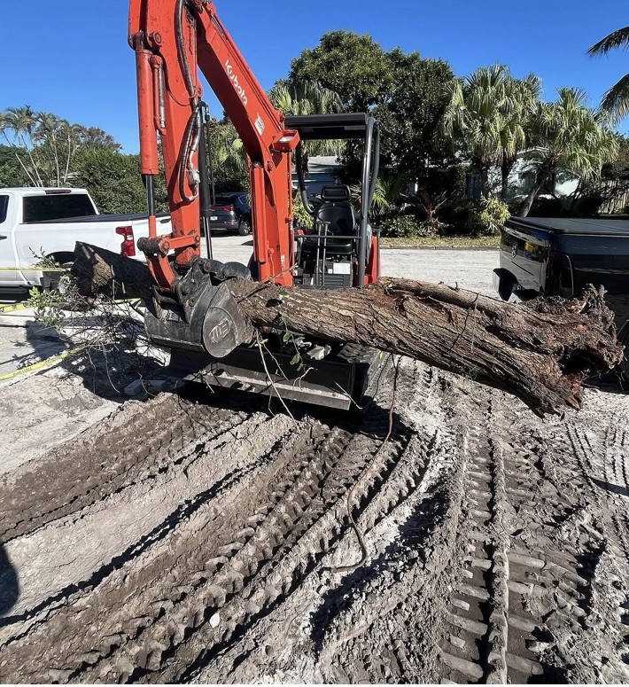 Tree, Hedge, & Stump Removal project photo 3